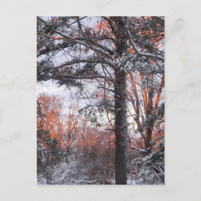 Carte Postale Lever de neige Hiver Pine de neige Photo (Devant)