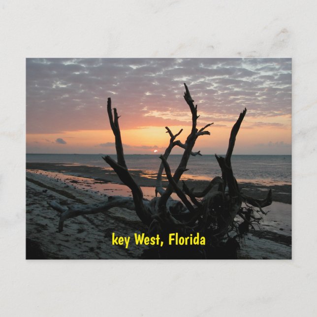 Carte Postale Lever de soleil à Key West Floride (Devant)