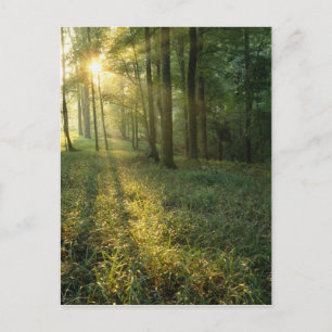 Carte Postale Lever de soleil à travers la forêt de chêne et de