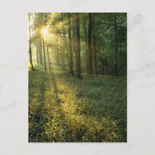 Carte Postale Lever de soleil à travers la forêt de chêne et de  (Devant)