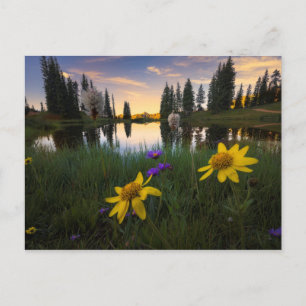 Carte Postale Lever de soleil serein au-dessus d'un étang du