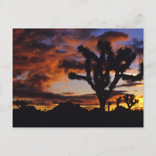 Carte Postale Lever de soleil spectaculaire à Joshua Tree Nation