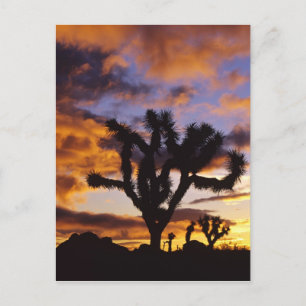 Carte Postale Lever de soleil spectaculaire au parc national de 