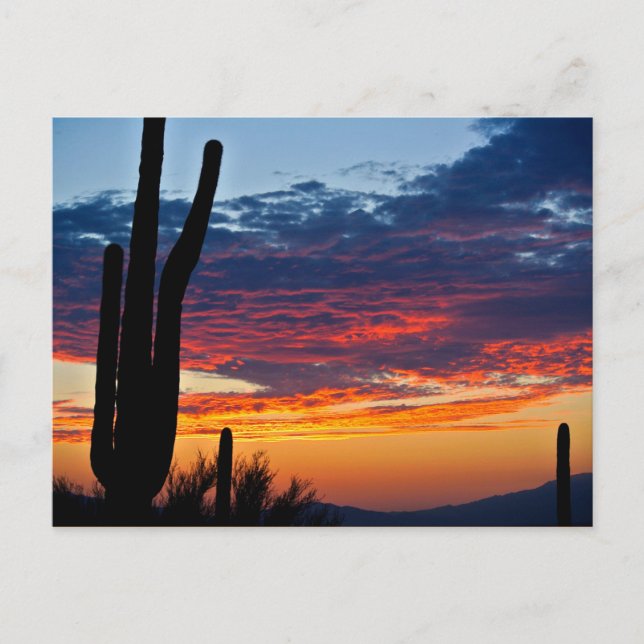Carte Postale Lever du soleil de Cactus (Devant)