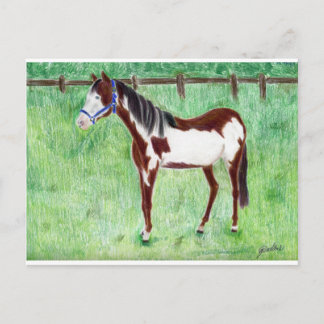 Carte Postale Levi Paint Horse