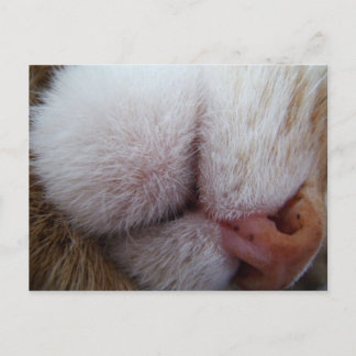 Carte Postale Lèvres et nez de Kitty Extrême Gros plan