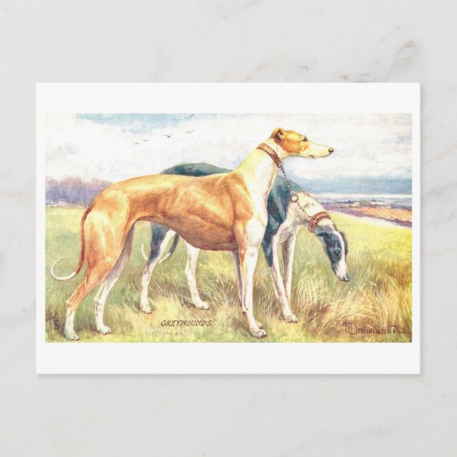 Carte Postale Lévrier Gris Vintage (Devant)