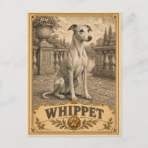 Lévrier Whippet, chien du patrimoine vintage