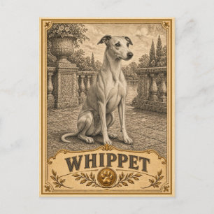 Carte Postale Lévrier Whippet, chien du patrimoine vintage