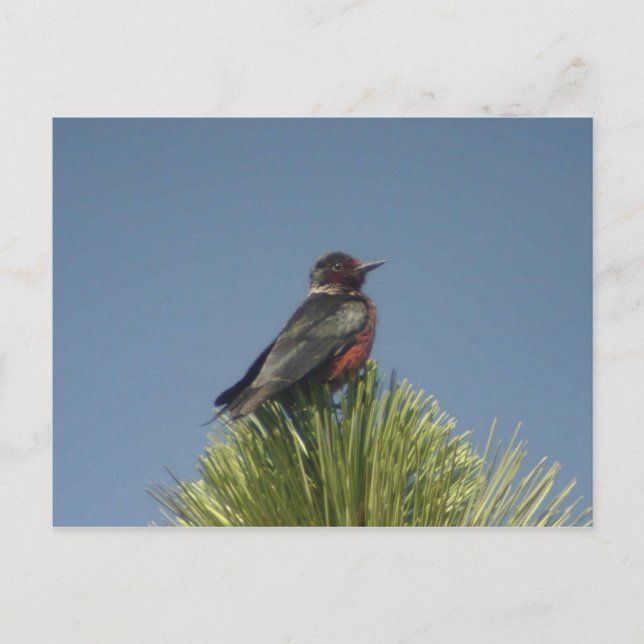 Carte postale Lewis' Woodpecker (Devant)