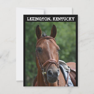 Carte postale LEXINGTON KENTUCKY RACE HORSE