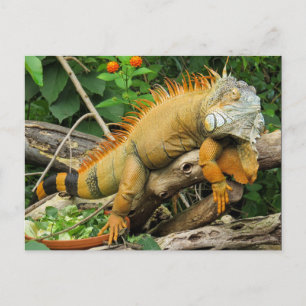 Carte Postale Lézard