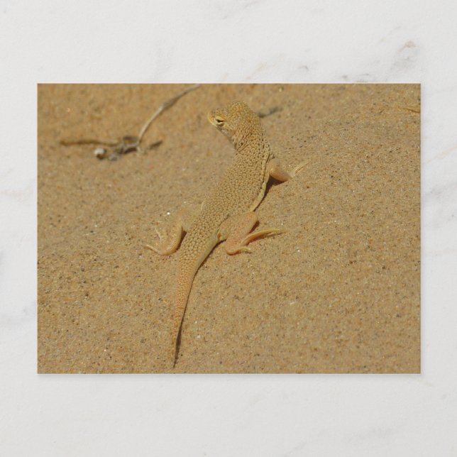Carte Postale Lézard à doigts frangés du Mojave (Devant)