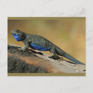 Carte Postale Lézard à échelle de ventre bleu