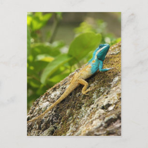Carte Postale Lézard Calotes