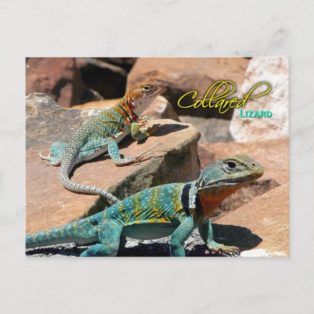 Carte Postale Lézard commun, Nouveau-Mexique (Devant)