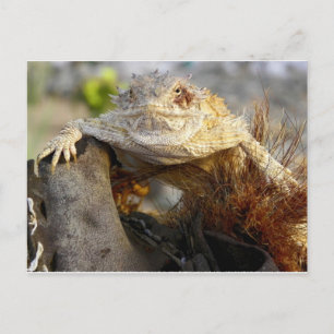 Carte Postale lézard corné