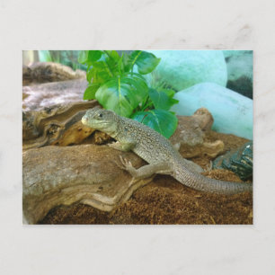 Carte Postale Lézard dans un Terrarium