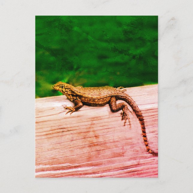 Carte Postale Lézard de queue cubaine en Floride (Devant)