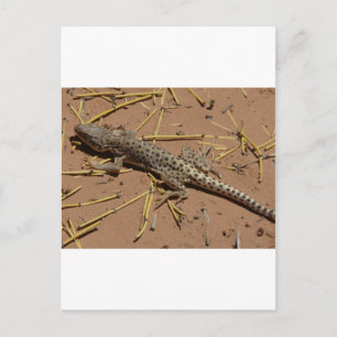Carte Postale lézard désert