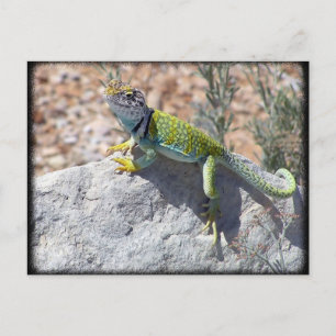 Carte Postale Lézard Écrasé Au Soleil Sur Une Photo Rock