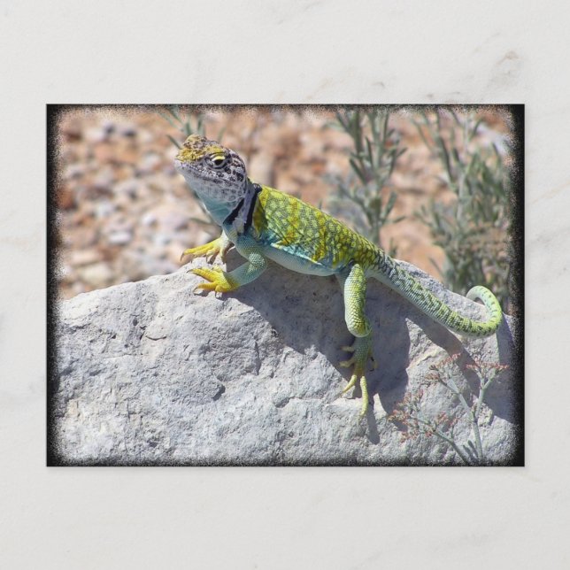 Carte Postale Lézard Écrasé Au Soleil Sur Une Photo Rock (Devant)