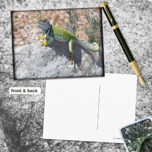 Carte Postale Lézard Écrasé Au Soleil Sur Une Photo Rock