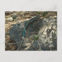 Lézard fouetteur arubais Photographie d'animaux tr