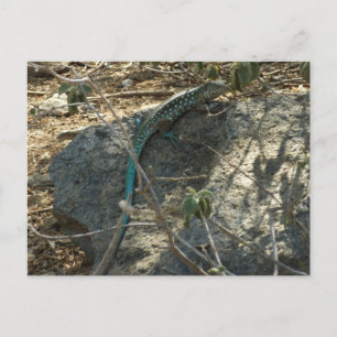 Carte Postale Lézard fouetteur arubais Photographie d'animaux tr