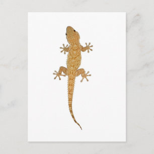 Carte Postale lézard gecko