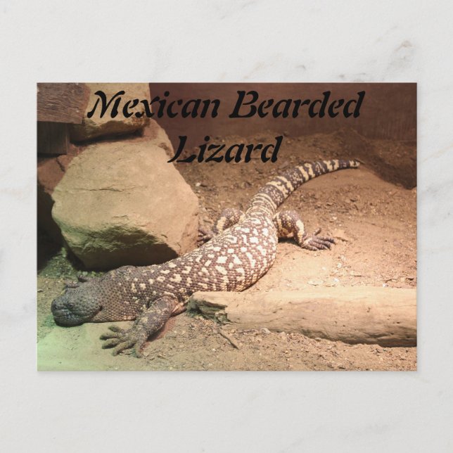 Carte Postale Lézard mexicain (Devant)