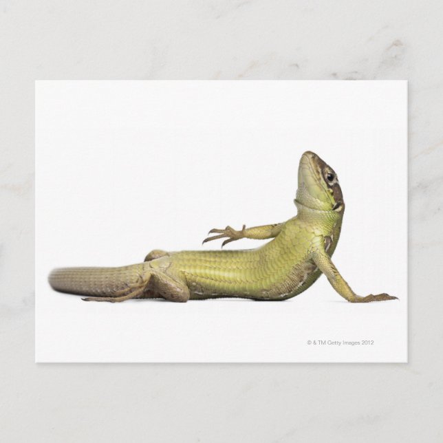 Carte Postale Lézard mural allongé - Podarcis muralis (Devant)