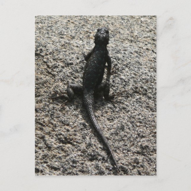 Carte Postale Lézard noir (Devant)
