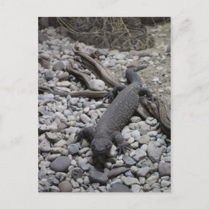 Carte Postale Lézard perlé n° 2