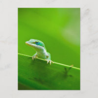 Lézard vert Rencontre Photographie d'Art