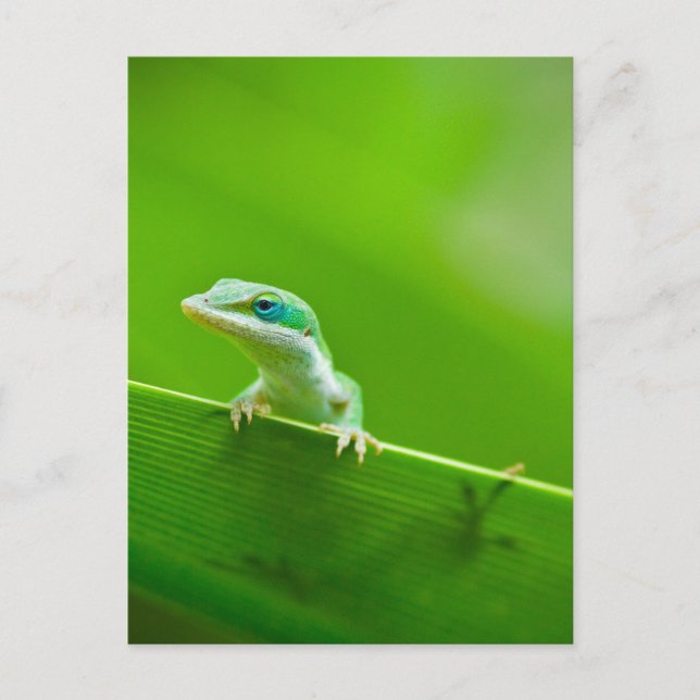 Carte Postale Lézard vert Rencontre Photographie d'Art (Devant)
