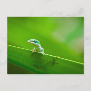 Carte Postale Lézard vert Rencontre Photographie d'Art
