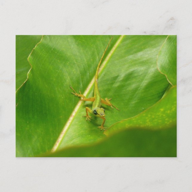 Carte Postale Lézard vert sur feuille verte (Devant)
