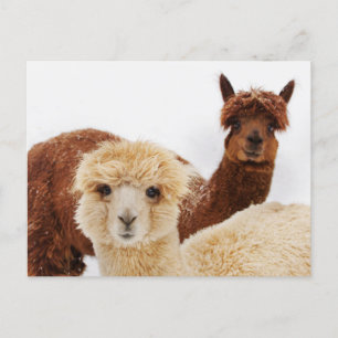 Carte Postale Lhamas