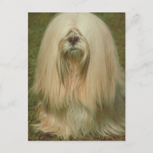 Carte Postale Lhasa Apso (Devant)