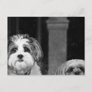 Carte Postale Lhaso Apso x Yorkie et un Poodle x Shitzu