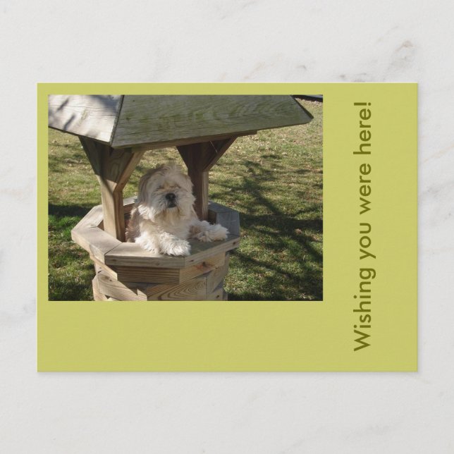 Carte Postale Lhassa Apso dans un puits (Devant)