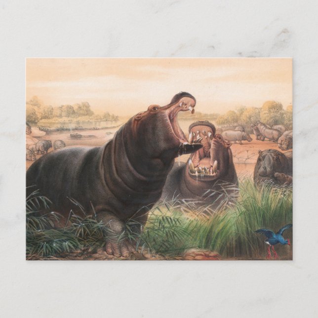 Carte Postale L'Hippopotame de Joseph Wolf (Devant)