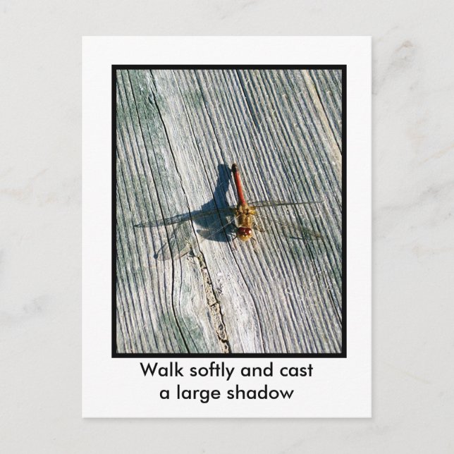 Carte Postale libellule (Devant)
