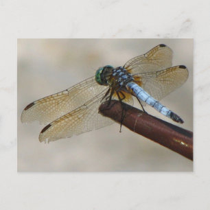 Carte Postale libellule