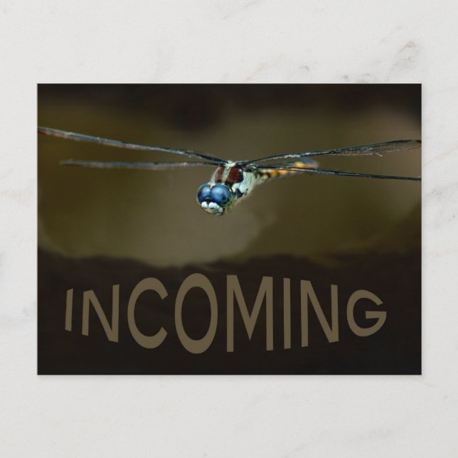 Carte Postale libellule (Devant)