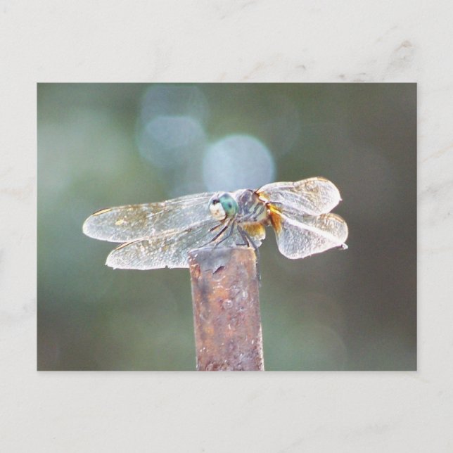 Carte Postale libellule (Devant)