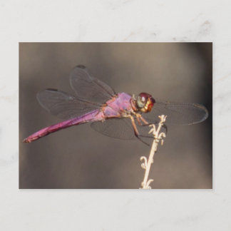 Carte Postale libellule