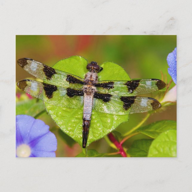 Carte Postale Libellule à douze taches (Devant)