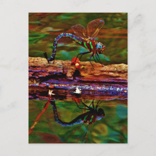 Carte Postale libellule arc-en-ciel, libellule Turquoise et viol